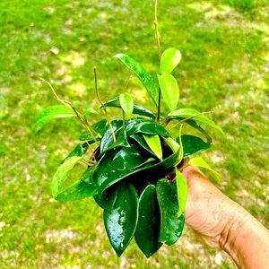 Great Deal!! Hoya Krimson Princess